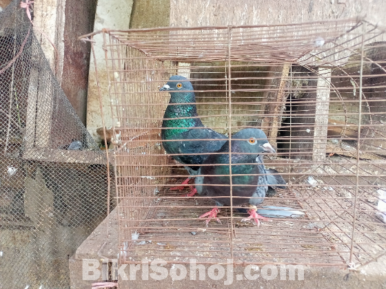 Pigeon for sell